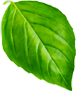 basil 1
